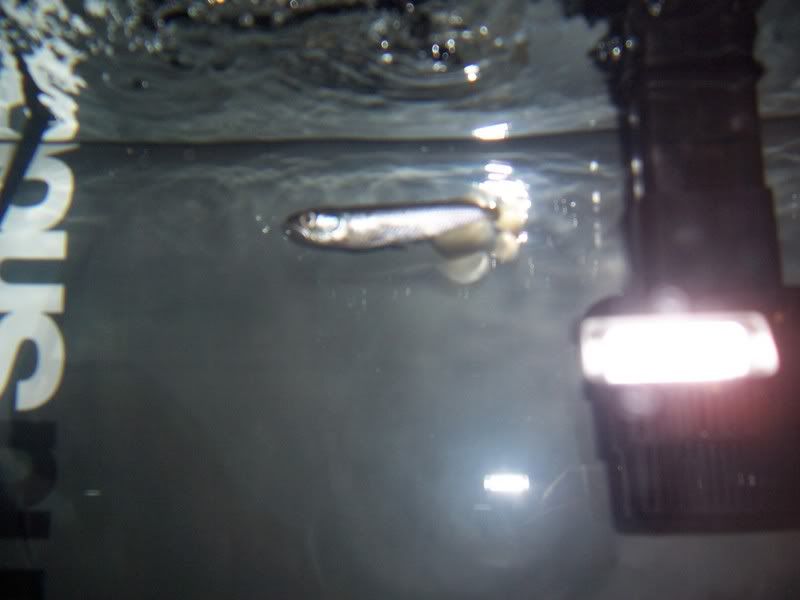 leichardtiarowana005.jpg