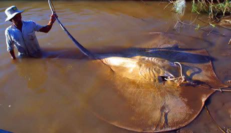 stingray_normal.jpg