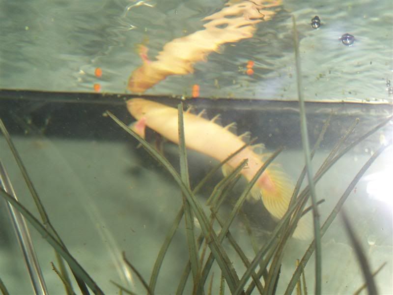 polypterus15.jpg
