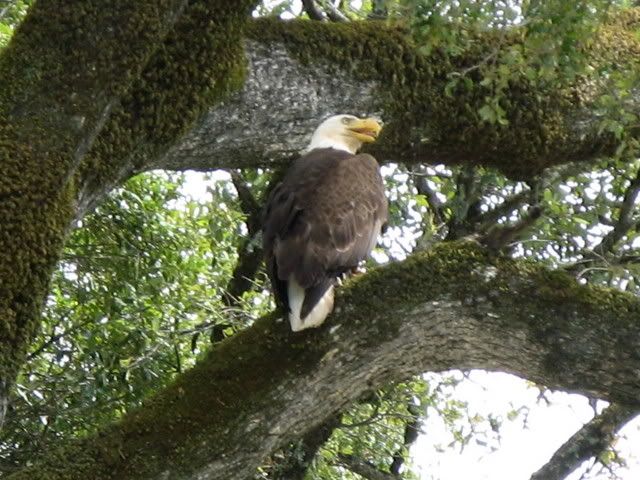 baldeagle.jpg