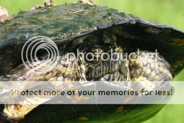 Trachemysscriptaelegans0012d0000359.jpg