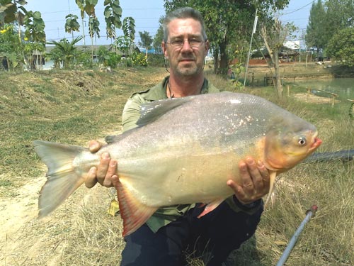 red_bellied_pacu_60.jpg
