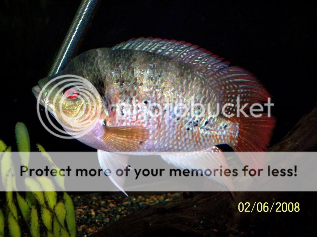 Fishes030.jpg