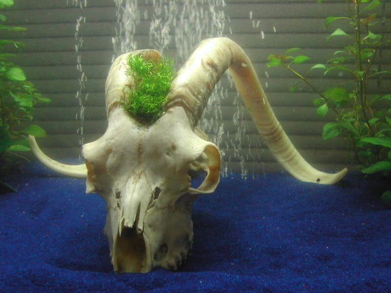 fullhorns2.jpg