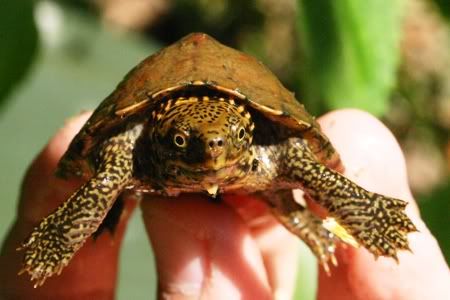 aturtle2.jpg