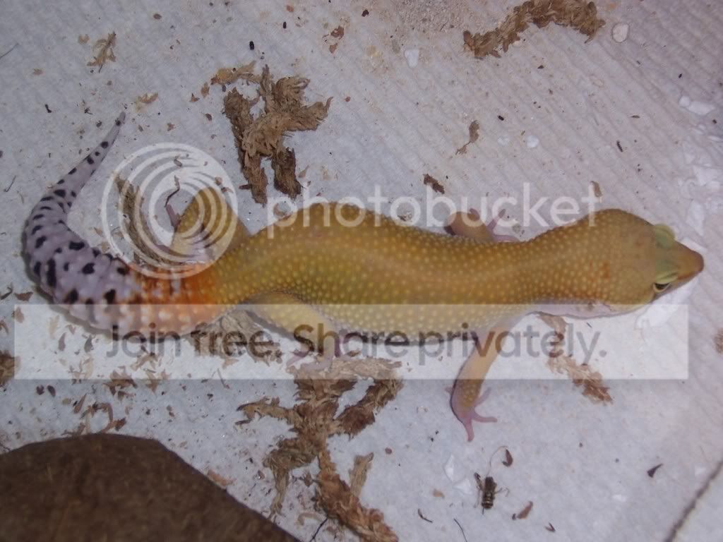 gecko3.jpg