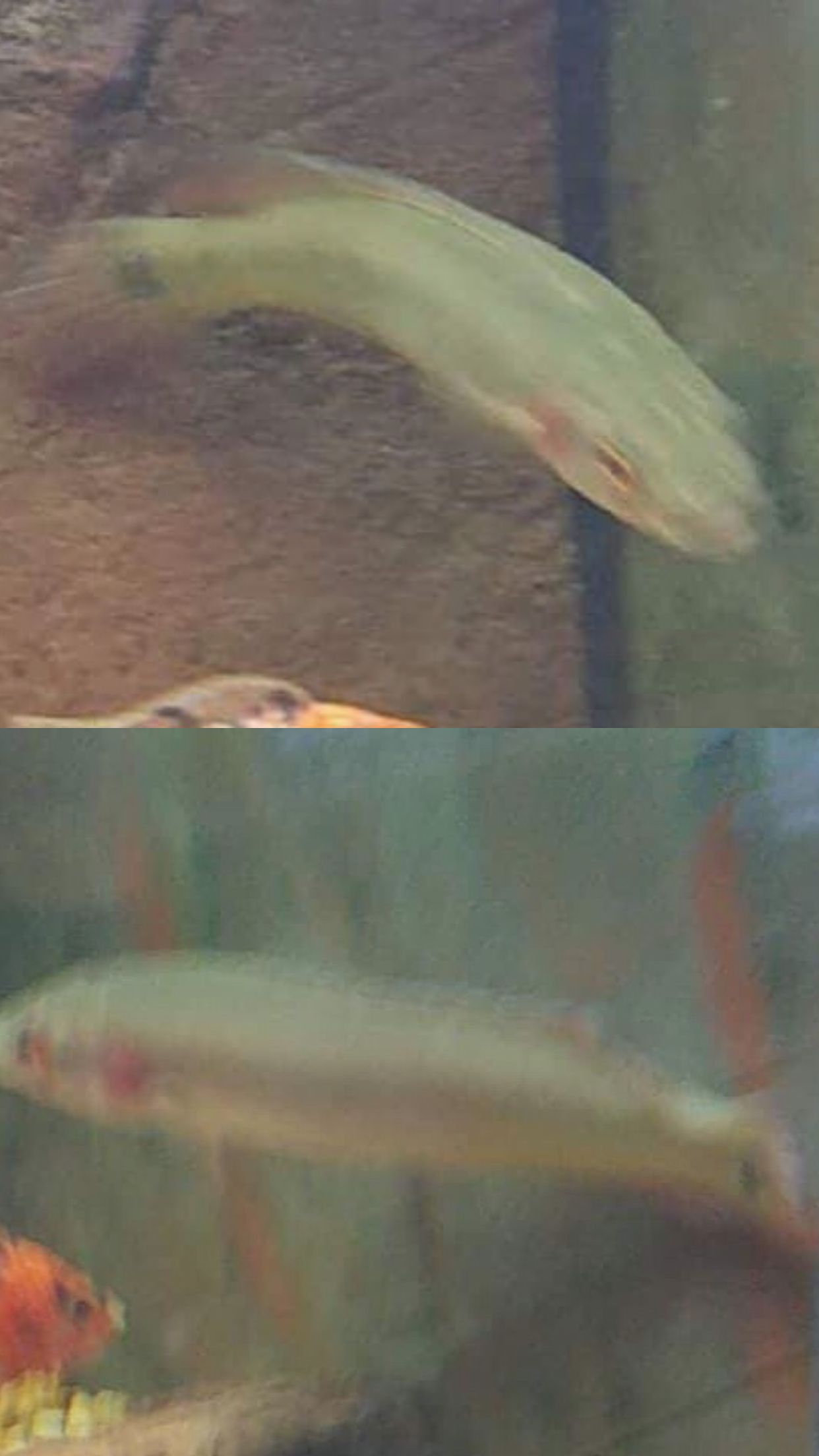 Ut0Sma0.png