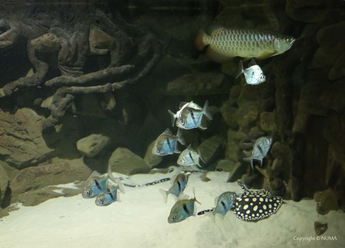 myleus_schomburgkii_widebar_blue_hook.jpg