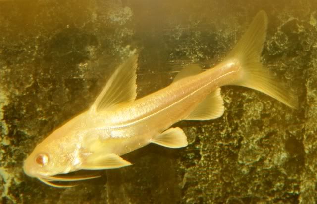 AlbinoSharkCatfish2.jpg