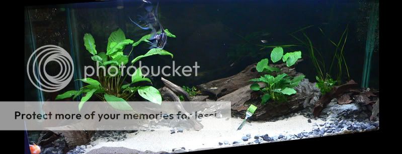 Fishtank5.jpg