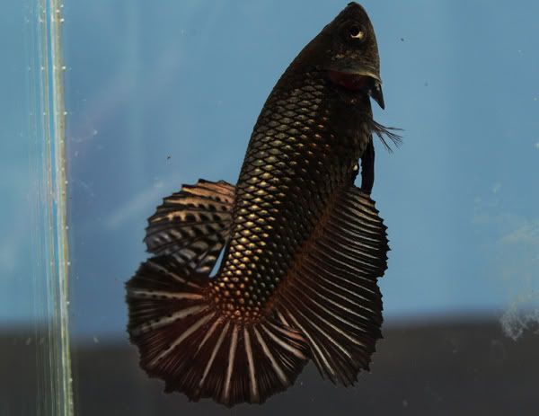 FemaleBetta.jpg