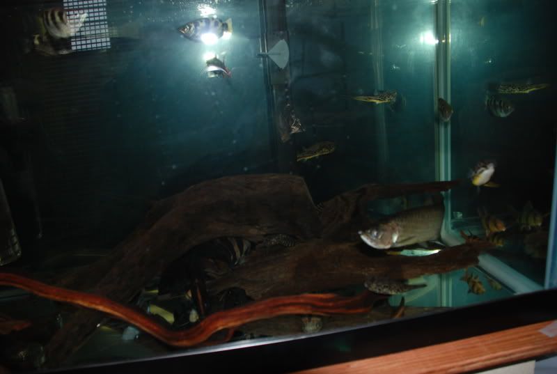 DSC_0060-1.jpg