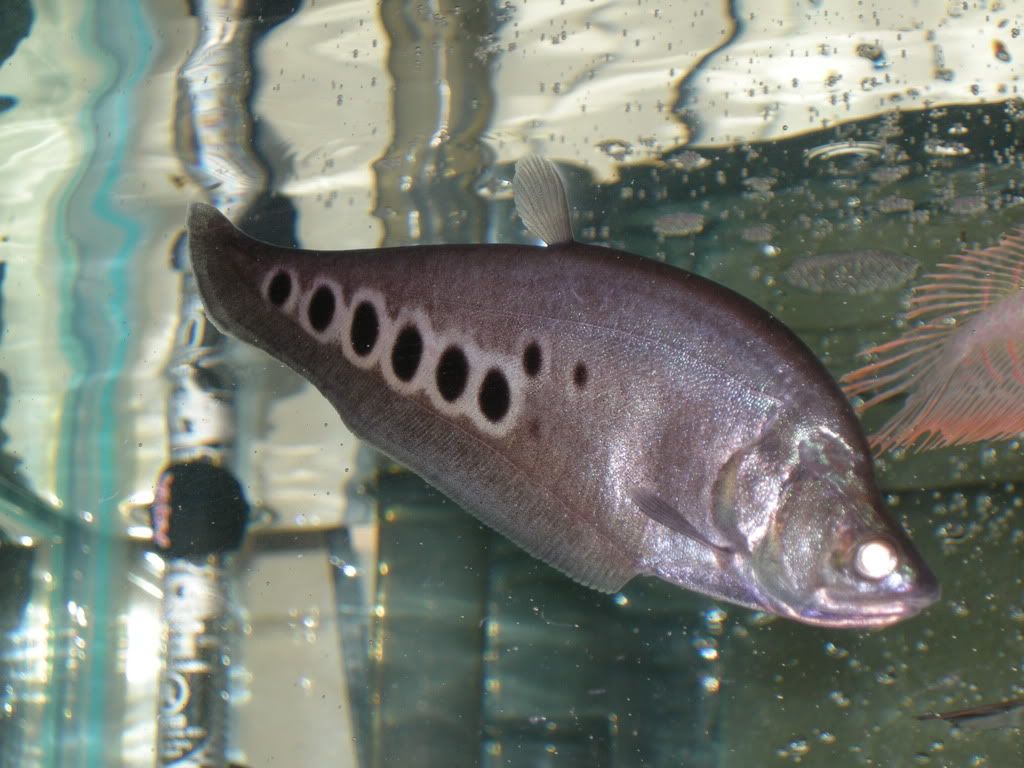 DSCN0111.jpg