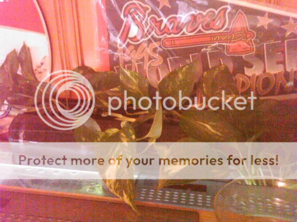 IMG00146-20110128-08021.jpg