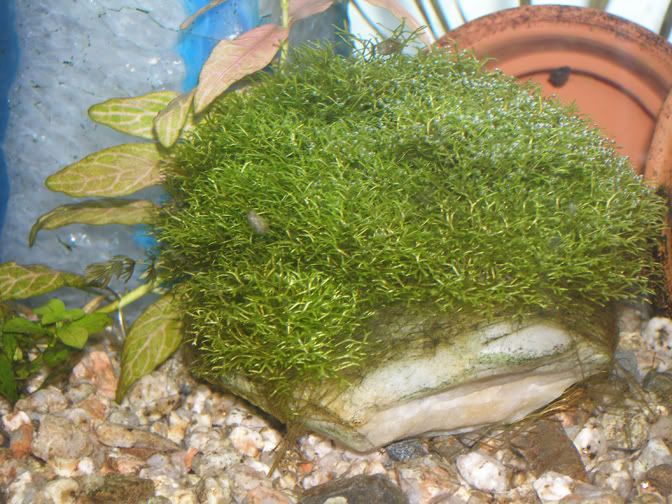 riccia3.jpg