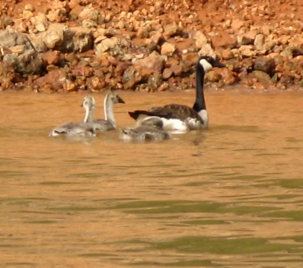 geese-1.jpg