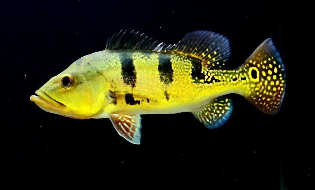 Cichla003.jpg