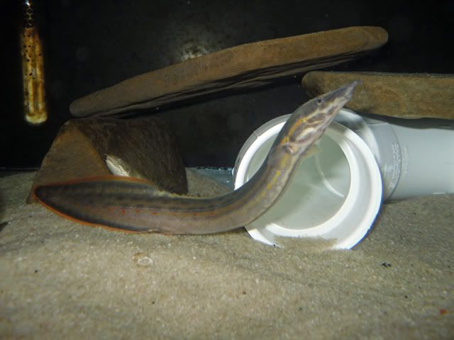 fire-eel1.jpg