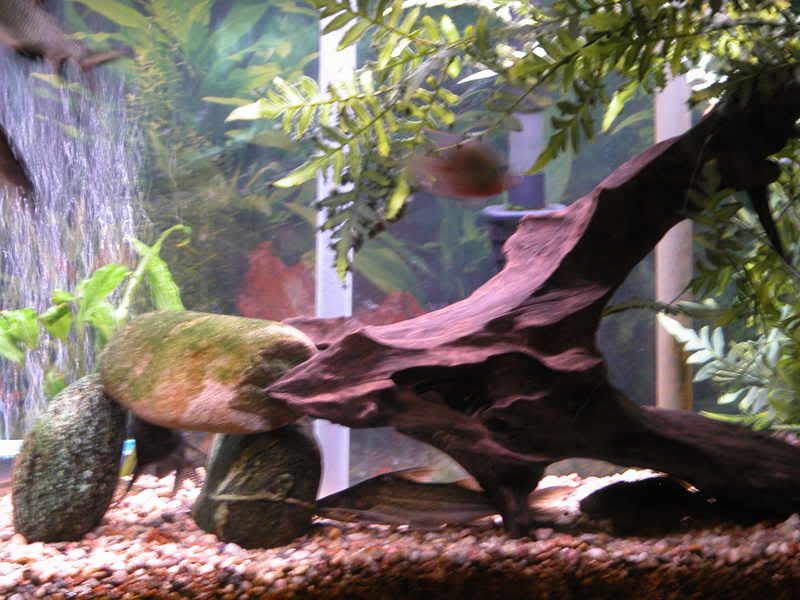 DSCN1096.jpg