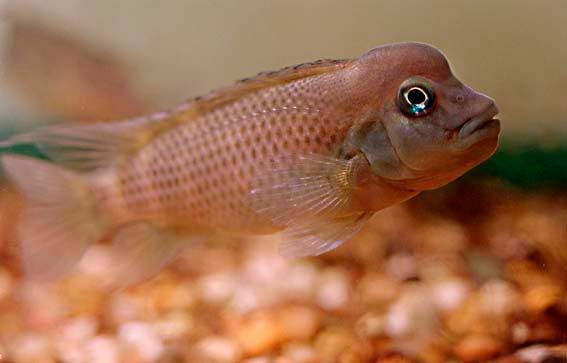 casuarius_03.jpg
