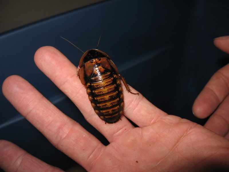 bugs021.jpg