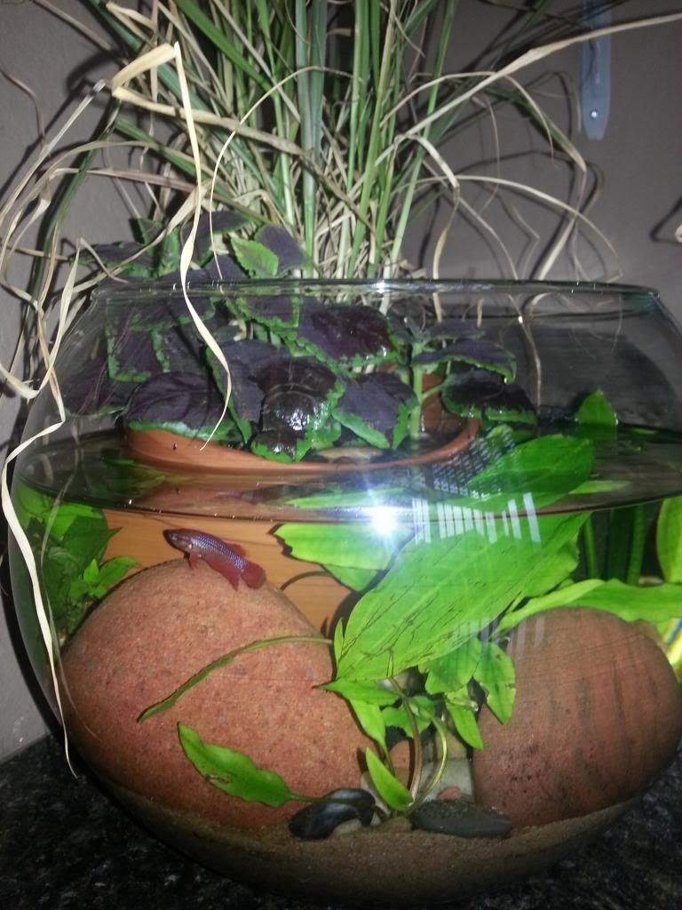 PDRed302's Aquaponic Betta Bowl (start to finish) | MonsterFishKeepers.com