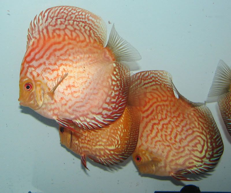 discus3.jpg