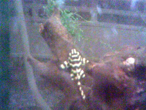 4005pleco03.jpg