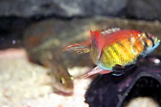 BriansFISH118_edited.jpg