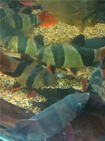 shortbodyclownloach.jpg