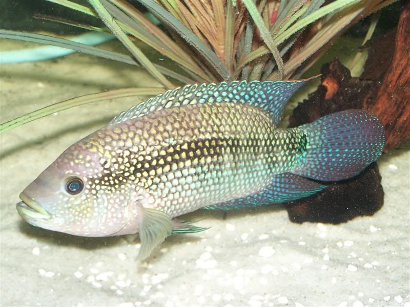 stevesfish310Medium.jpg