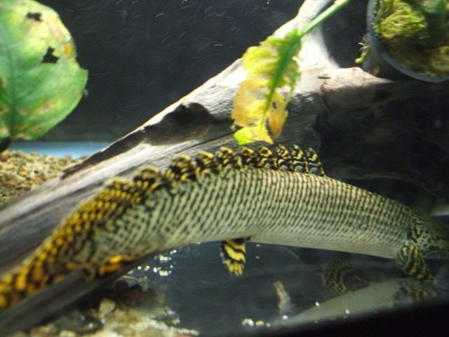DSCF1043.jpg
