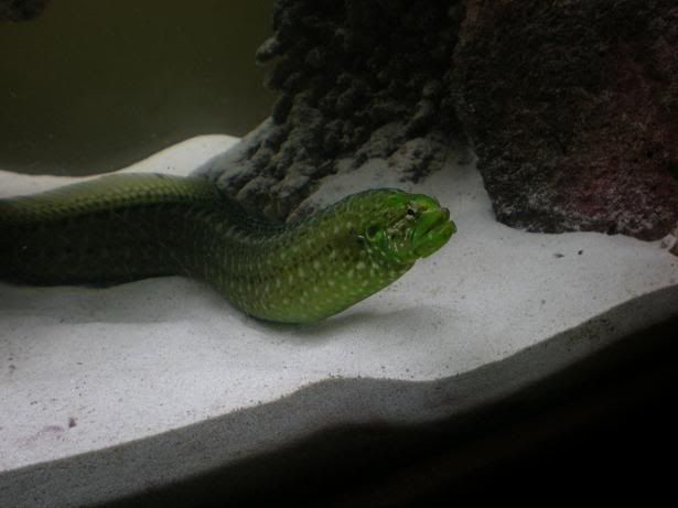 GWE.jpg