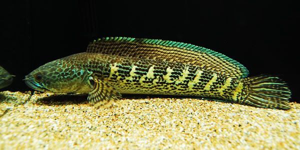 Caurantimaculata02.jpg