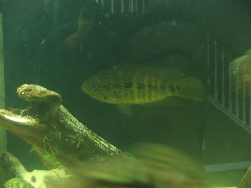 DSCF1274.jpg