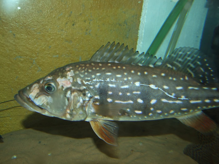 120509Cichla_temensis.jpg