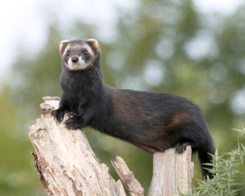polecat2DarinSm480.jpg