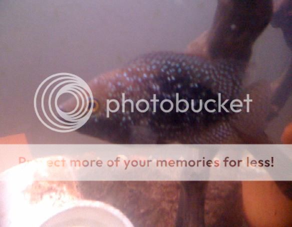 Picture176.jpg