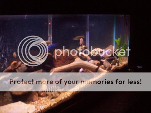 FishPics053.jpg