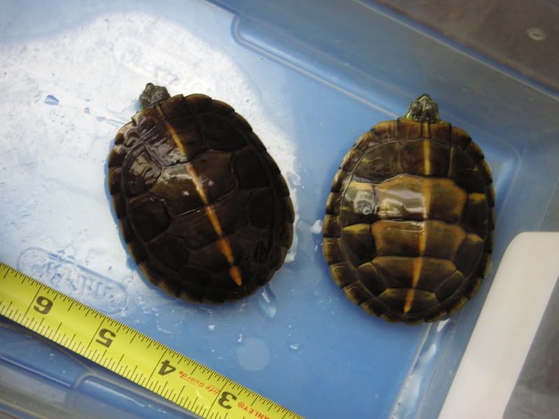 Turtle007.jpg