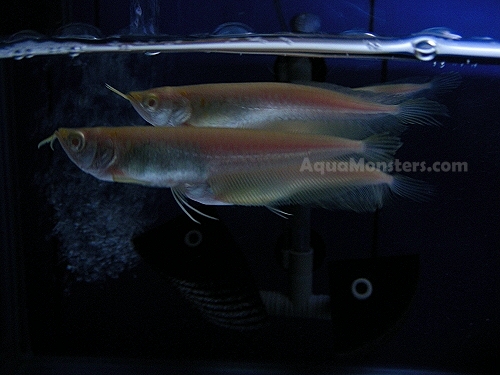 albino_silver_arowana_01.jpg