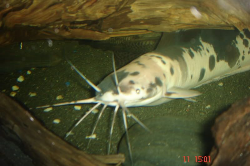 DSC00457.jpg