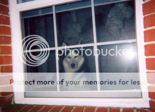scan.jpg