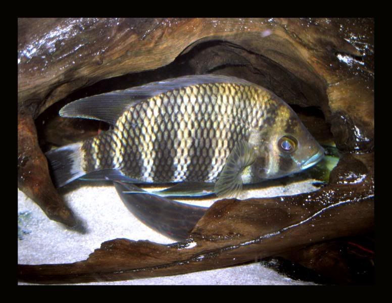 TigerTilapia.jpg