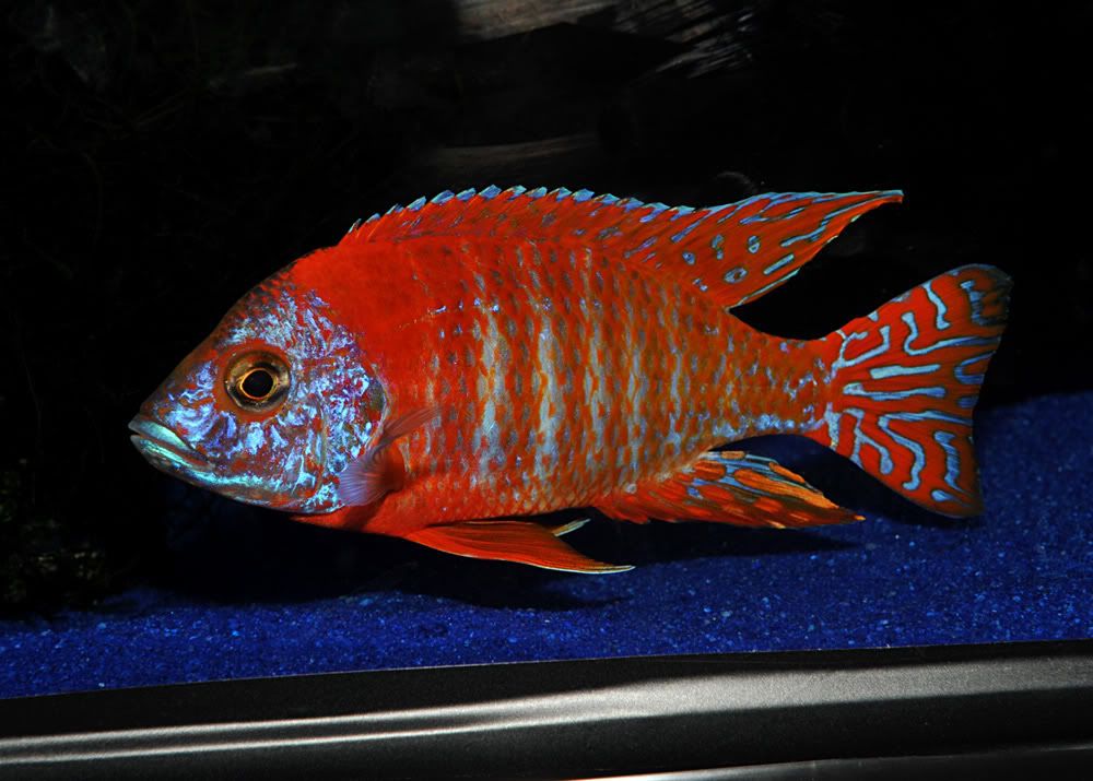 alspeacock.jpg