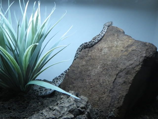 IMGP0506.jpg