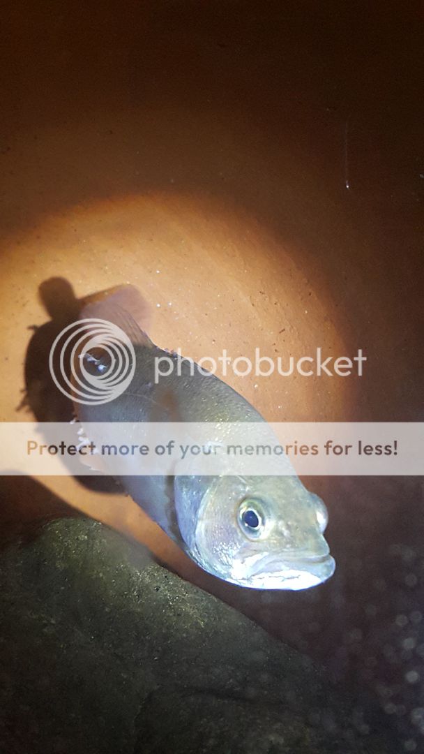 20150907_015326_zpssiirekug.jpg~original