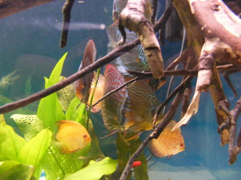 2009_0306tank0004.jpg
