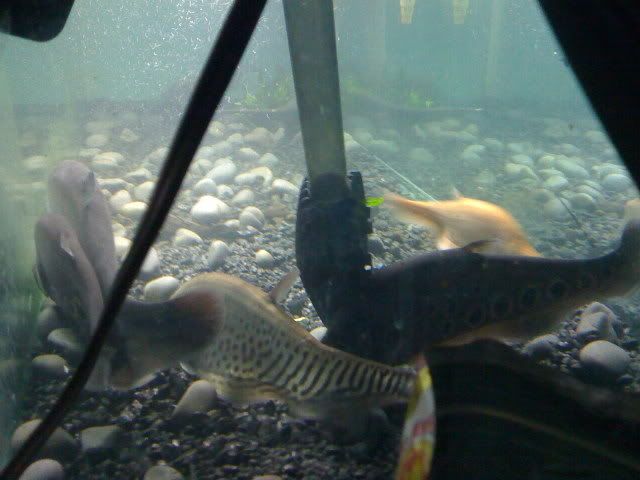 IMG_0265-1.jpg