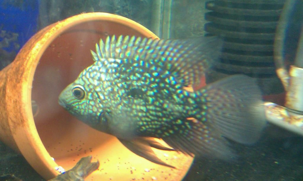 IMAG0763-1.jpg